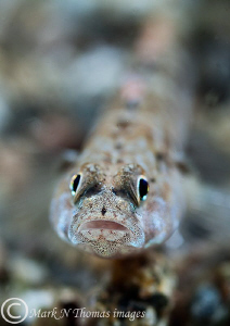 Goby.
Connemara, June 2011.
60mm. by Mark Thomas 